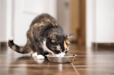 Kahverengi, aç kedi mutfaktaki metal kaseden yiyor. Evcil hayvanla ev hayatı