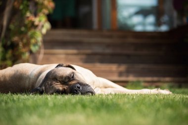 Evin girişinde çimenlerde uyuyan büyük bir köpek. Cane corso köpeği güneşli yaz gününde arka bahçede dinleniyor..