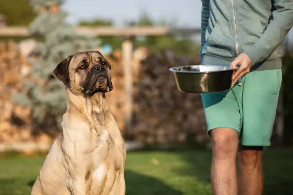 Cão Faminto Observa Seu Dono Trazê Alimentando Quintal Casa Retrato — Fotografia de Stock