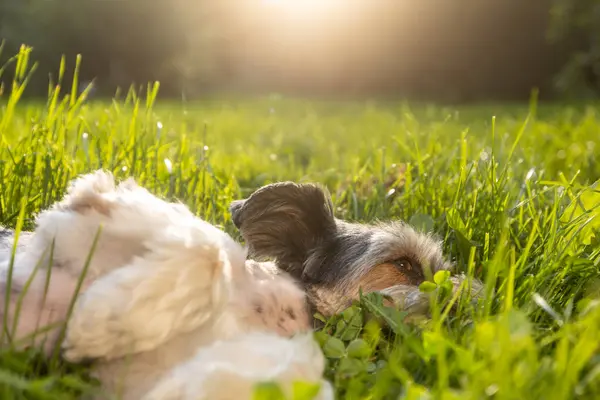 Happy lap dog lying nn back in grass at sunset. Playful cute terrier enjoying summer day at garden