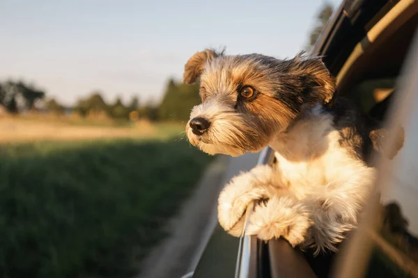 Cabeça Cão Colo Feliz Olhando Pela Janela Carro Terrier Curioso — Fotografia de Stock