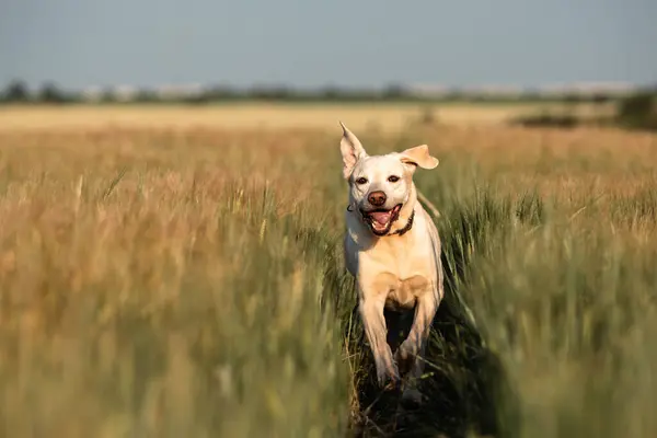 Joyful dog enjoying summer sunny day. Front view of running labrador on path in field.