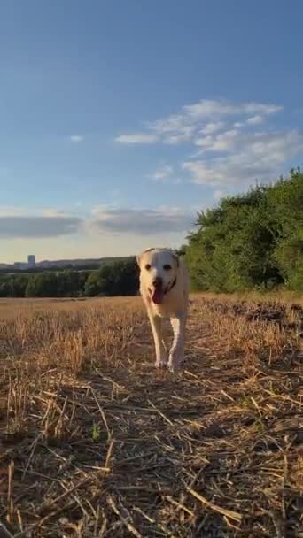 Netter Seniorenhund Beim Gassigehen Auf Dem Feld Frontansicht Des Alten — Stockvideo