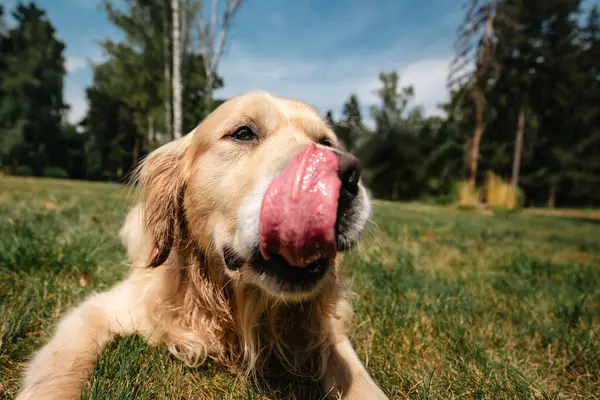 Portrait of cute dog with tongue out. Funny portrait of golden retriever licking lips on summer meadow