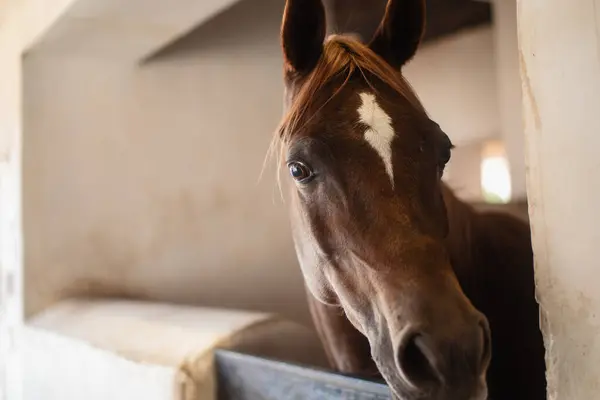 Portret Van Bruin Arabisch Paard Stal Kijkend Naar Camera — Stockfoto