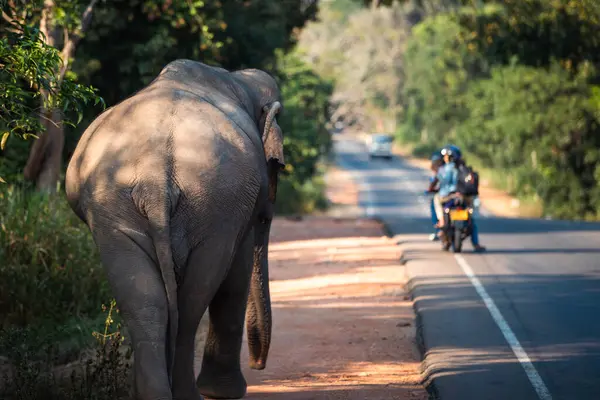 Widok Dzikiego Słonia Idącego Główną Drogą Habarana Sri Lance Zdjęcia Stockowe bez tantiem