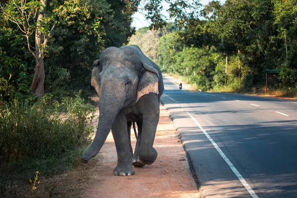 Widok Przodu Dzikiego Słonia Idącego Główną Drogą Habarana Sri Lance Obrazy Stockowe bez tantiem