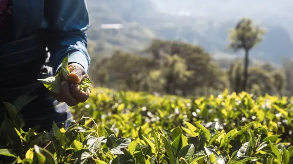 Arbeiter Auf Der Teeplantage Nahaufnahme Von Hand Pflückenden Teeblättern Sri Stockbild