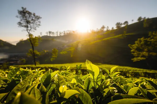 Beautiful Sunrise Hills Tea Plantations Haputale Sri Lanka Stock Photo