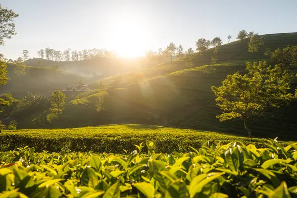 Beautiful Sunrise Hills Tea Plantations Haputale Sri Lanka Stock Image