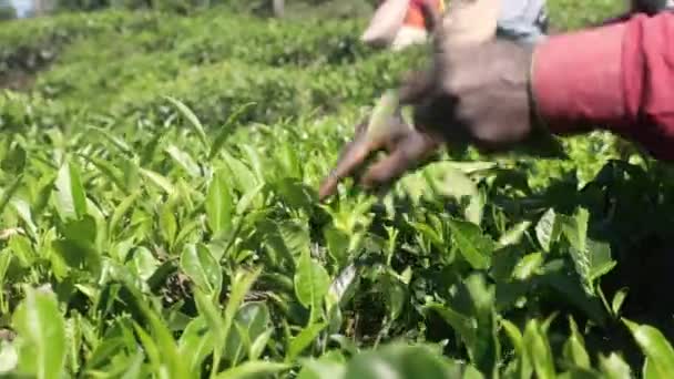 Zbliżenie Rąk Podczas Zbierania Liści Herbaty Pracownik Plantacji Herbaty Sri Filmik Stockowy