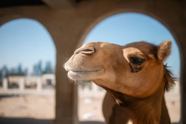 Head Camel Stables Souq Waqif Historic District Doha Qatar Stock Image