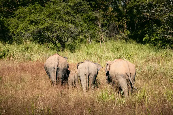 Vista Posteriore Della Mandria Elefanti Nella Natura Selvaggia Contro Paesaggio Fotografia Stock