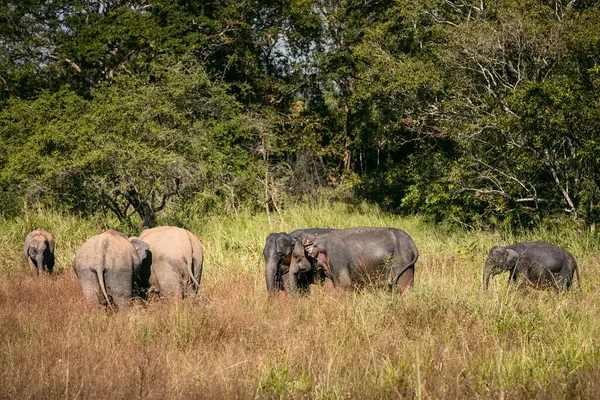 在大自然中 成群的大象与绿地相抗衡 斯里兰卡的野生动物 免版税图库照片