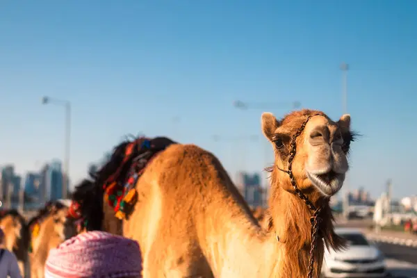 在城市街道上看着相机笑骆驼 卡塔尔多哈 图库图片