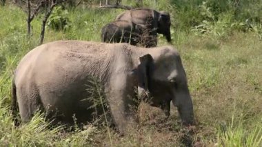 Sri Lanka 'da Haputale yakınlarındaki çay çiftlikleriyle tepelerde güzel bir gün doğumu..