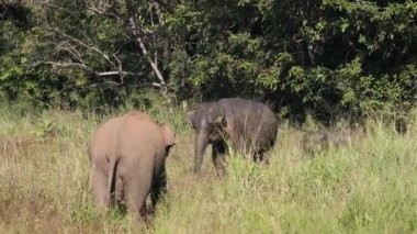 Sri Lanka 'da Haputale yakınlarındaki çay çiftlikleriyle tepelerde güzel bir gün doğumu..
