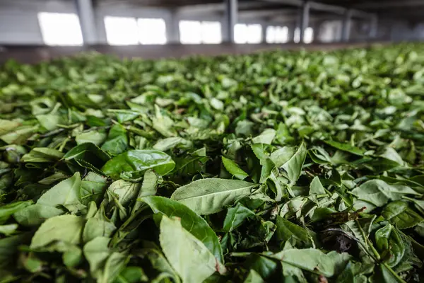 Sri Lanka Daki Çay Fabrikasında Çay Yaprağı Kurutmak — Stok fotoğraf