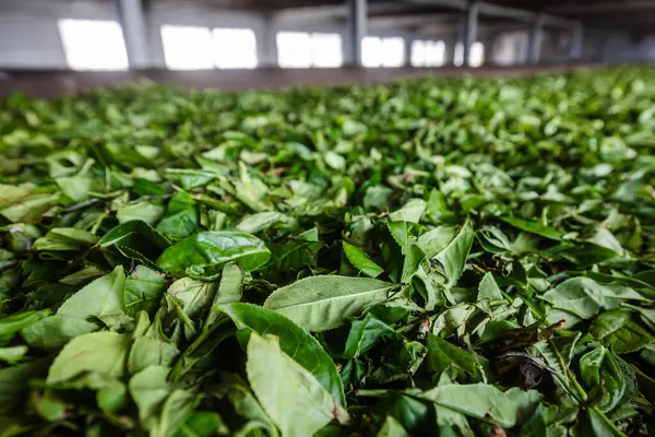 Tealevelek Szárítása Gyártási Folyamat Során Srí Lanka Teagyárban Stock Fotó