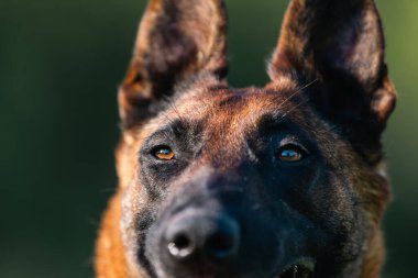 Belçikalı Çoban Malinois 'in yakın görüntüsü. Güneşli yaz gününde tatlı bir köpek yatıyor.