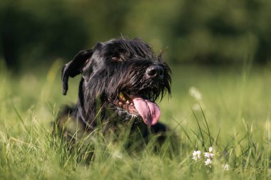 Dev Schnauzer 'in portresi. Güneşli yaz gününde çimenlerde yatan sevimli köpek.