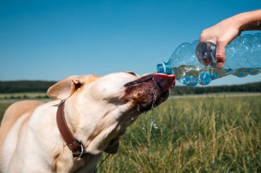 Çayır üzerindeki plastik şişeden su içen susamış köpek. Evcil hayvan sahibi sıcak güneşli bir günde labrador av köpeğiyle ilgilenir.