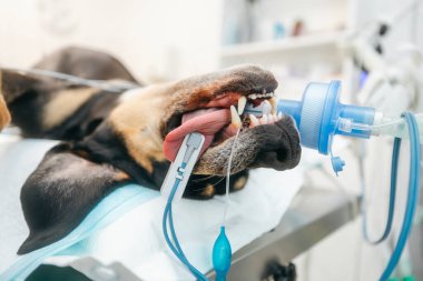 Ameliyat odasındaki köpek anestezi ediliyor ve dilinde nabız oksimetresi var. Veterinerlik kliniğindeki solunum maskesiyle bağlantılı.