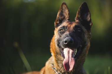 Mutlu Belçika çoban köpeği Malinois 'in portresi. Güneşli yaz gününde çimenlerde yatan sevimli köpek.