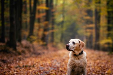 Sonbahar doğasında şirin bir köpeğin portresi. Labrador Retriever ormanın derinliklerindeki patikada bekliyor..