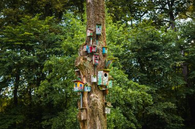 Ormandaki Ağaç Gövdesinde Bir Çok Renkli Kuş Yuvası Kutusu