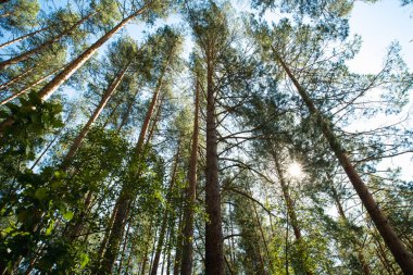 Yeşil Orman Ağaçlarının Arasında Güneş Parlıyor