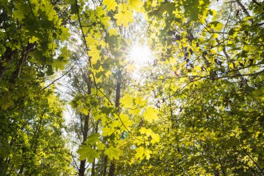 Yeşil Orman Ağaçlarının Arasında Güneş Parlıyor