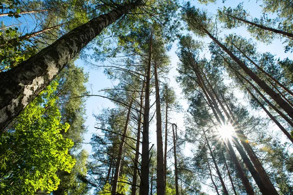 Yeşil Orman Ağaçlarının Arasında Güneş Parlıyor