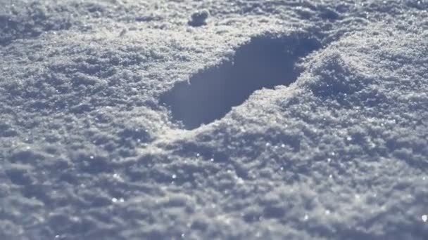 Djur Fotavtryck Tassar Snön Närbild Uhd Video — Stockvideo