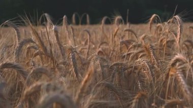 Gün batımından önce arpa tarlası ve 4K UHD videosu.