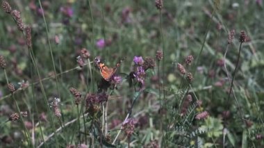 Boyalı Bayan Kelebek (Vanessa Cardui) 4K UHD video çayırında