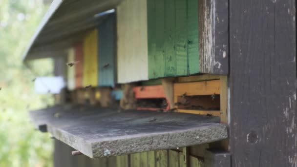 Pszczelarstwo Miód Pszczoła Uli Powolny Ruch Strzał Zbliżenie Wideo — Wideo stockowe