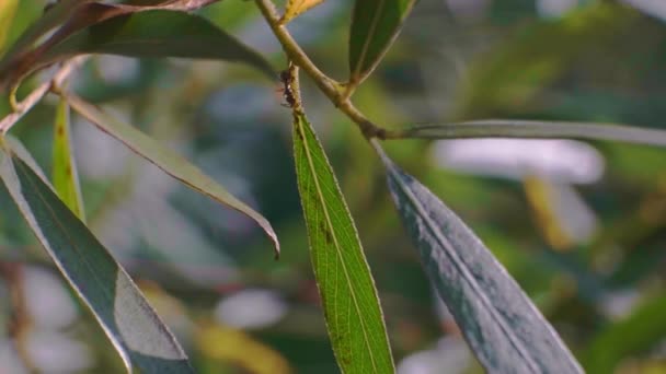 Formigas Nas Folhas Pastam Extrair Leite Dos Pulgões Das Colônias — Vídeo de Stock