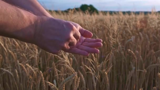 小麦田和农民检测小麦种子质量4K Uhd视频 — 图库视频影像