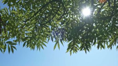 Arka planda yavaş çekim videosu gibi açık bir günde güneşe karşı bir kül ağacı rüzgarı bırakır