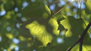 Sycamore akçaağaç yaprakları güneş ışınlarında bir video arkaplanı olarak kullanılır