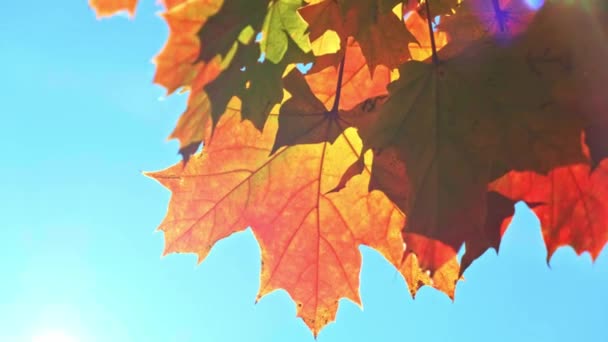 Осенние Кленовые Листья Фоне Ветрового Видео — стоковое видео