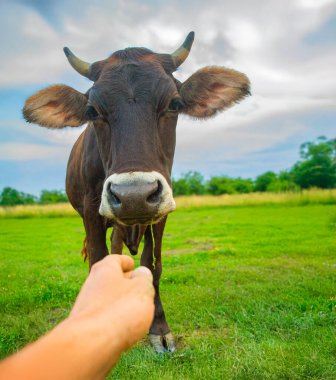 İnsan, açık yeşil çayırlarda, açık gökyüzünün altındaki neşeli ineğe elini uzatır..