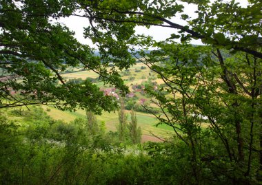 Bereketli yeşil orman kırsal alanların ve uzak çiftlik evlerinin manzarasını çerçeveliyor..