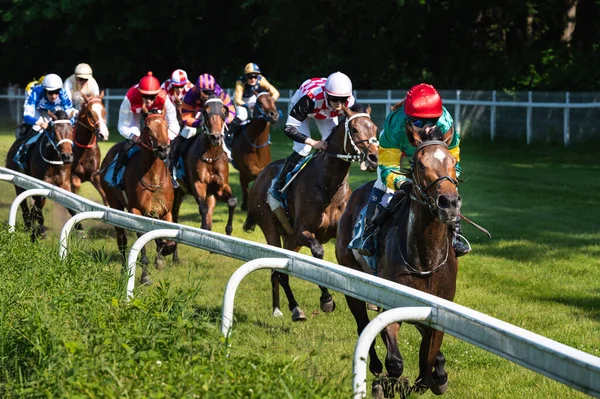 Wroclaw Polen Juni 2023 Internationales Rennen Für Drei Jahre Pferde — Stockfoto