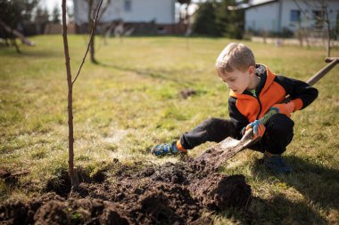 Bahçe bitkilerindeki altı yaşındaki çocuk güneşli bahar gününde ağaç dikiyor..