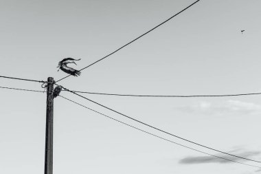 Leylek bir ışık direğinden ayrılıyor