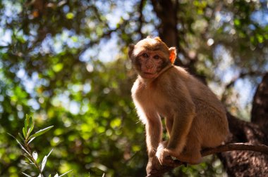 Ouzoud Şelalesi yakınlarındaki küçük maymun, Fas.