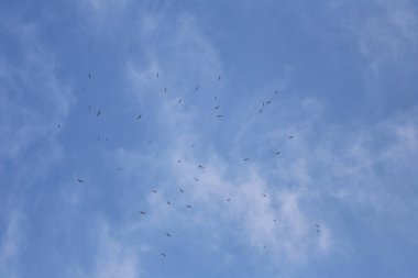 Uçan kuş sürüleri yiyecek aramak için gökyüzünde toplanıyor..