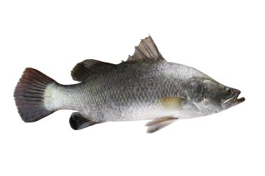 Barramundi balığı ya da beyaz deniz levreği beyaz arka planda izole edilmiş ve kırpma yolları var.